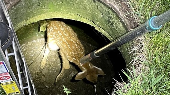 Baby deer rescued from Grafton sewer drain