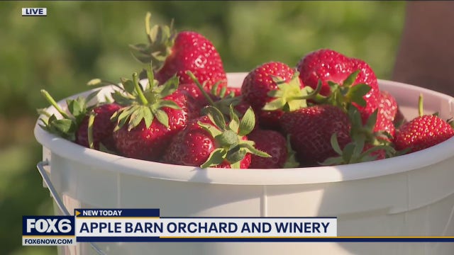 Apple Barn Orchard and Winery: Strawberry season is in full swing