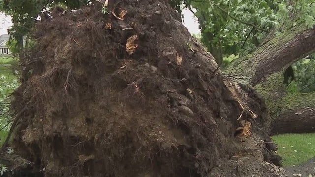Southeast Wisconsin severe storms knocked down trees, blocking roads