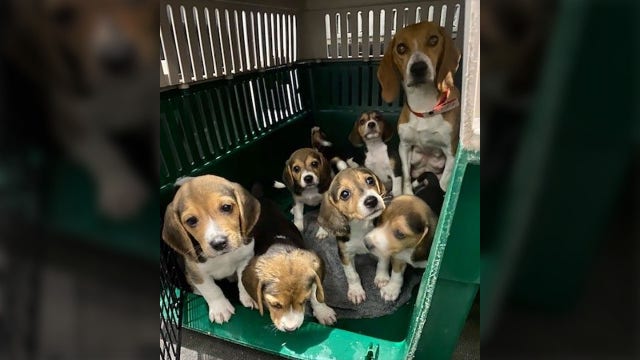 Wisconsin Humane Society: 30 beagles taken from an testing facility