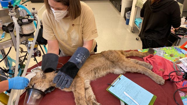 Mountain lion weak and anemic after being rescued from Pescadero High classroom