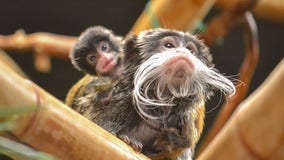 Racine Zoo announces twin tamarins born in June