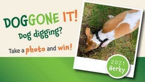 We Energies wants dog pictures for safe digging campaign