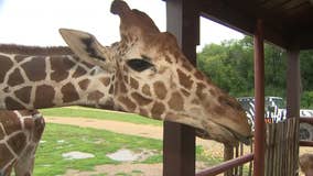 Safari Lake Geneva: Immersive drive-thru zoo wild for guests