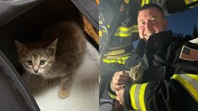 Kitten rescued from tree; Cedarburg FD says no owner found