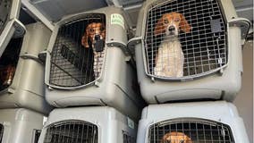 4,000 beagles rescued from Virginia breeding facility in need of new homes