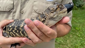 Alligator's owner comes forward; reptile to be sent to sanctuary