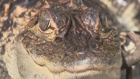 Alligator found in Kenosha, 'Chomper' returned to his home