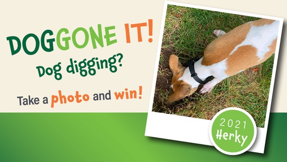 We Energies wants dog pictures for safe digging campaign