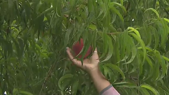 Peach season at Apple Holler starts this week