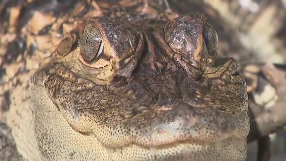 Alligator found in Kenosha, 'Chomper' returned to his home