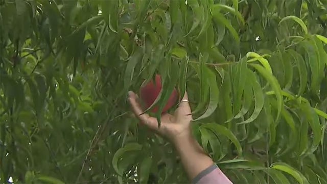 Peach season at Apple Holler starts this week