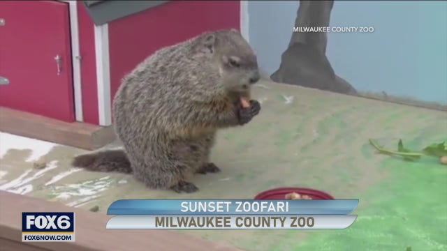 Summer fun at the Sunset Zoofari