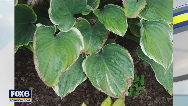 Ways to manage your garden and yard mid-summer