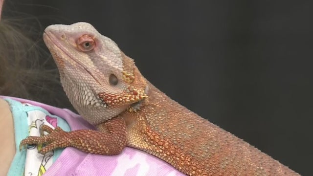 Scaled Up Reptile Expo in Fond du Lac