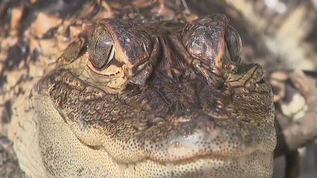 Alligator found in Kenosha, 'Chomper' returned to his home