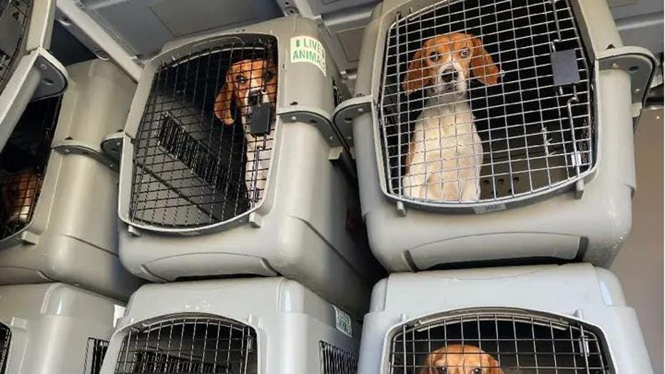 1457425b-beagles