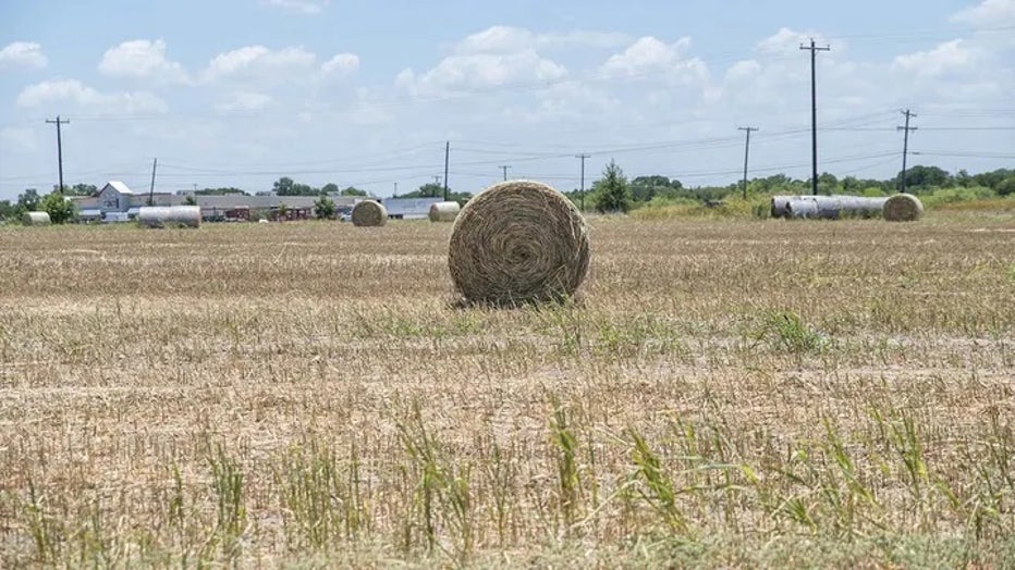 hay.jpg