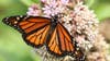 Monarch butterflies in trouble; We Energies aims to help