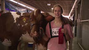 Wisconsin State Fair: Teen, cow compete in junior livestock show