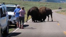 'They will kill you': Tourists warned to move away from bison fight in Yellowstone