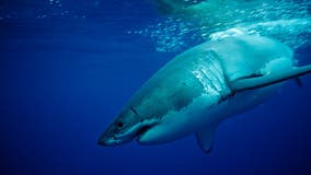 Great white shark encounters are increasing due to climate change