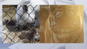 West Bend's Shalom Wildlife tiger cubs welcomed, Goliath mourned