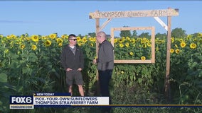 Bristol's Thompson Strawberry Farm; more than just berries