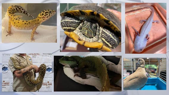 Bristol exotic pet surrender, 37 animals turned in