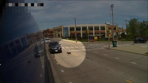 Milwaukee bus driver saves dog, nearly struck by vehicles