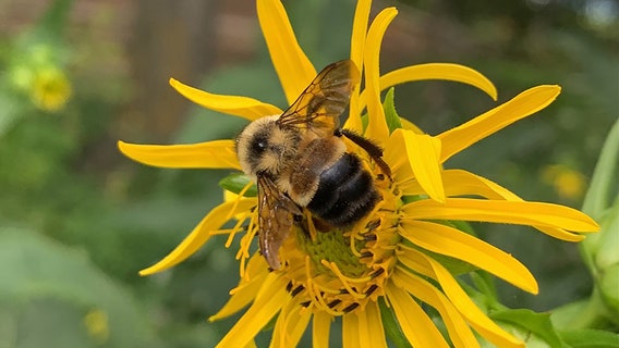 Endangered bee found at Milwaukee County Zoo
