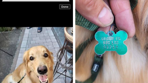 From Gilroy to Germany: How dog globe-trotted from California to a European village