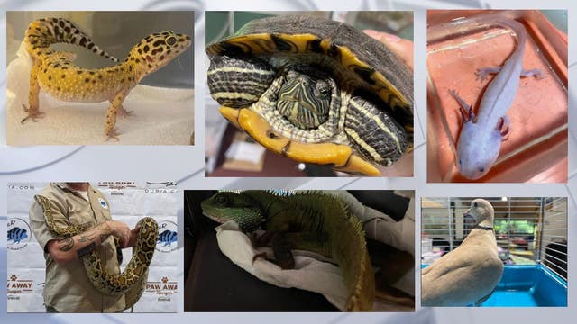Bristol exotic pet surrender, 37 animals turned in