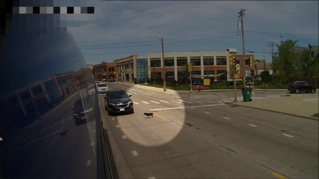 Milwaukee bus driver saves dog, nearly struck by vehicles