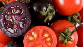 USDA OKs GMO purple tomatoes with enhanced ‘nutritional quality’