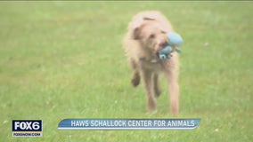 Learn, grow and find sanctuary at HAWS Schallock Center for Animals