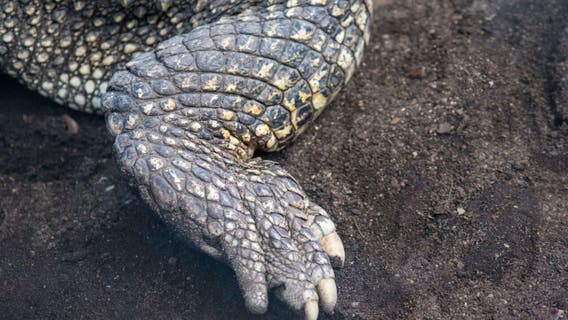 Kewaskum Reigle Family Park alligator report