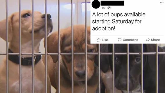 Dogs seized in Richfield, why no arrests have been made