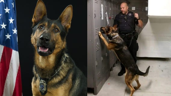 New Berlin police K-9 dies from 'unforeseen medical emergency'
