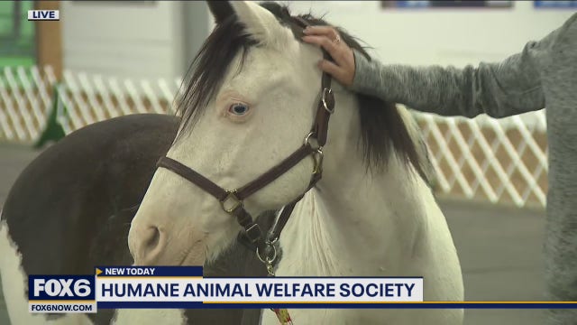 HAWS Schallock Center for Animals opened last year