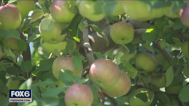Getting ready for Autumn Harvest Fest at The Elegant Farmer