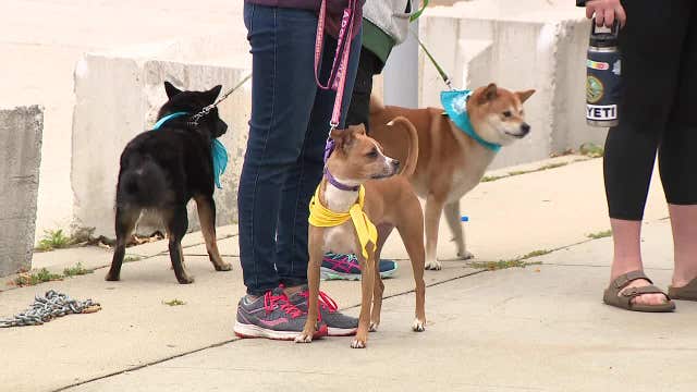 Petfest 2022 at Milwaukee's Henry Maier Festival Park