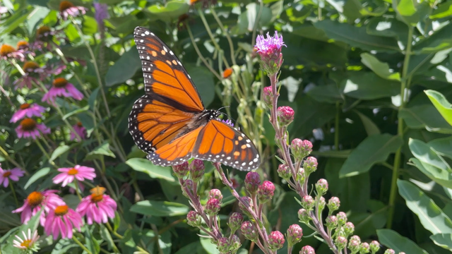 Preserving Wisconsin's prairies; what you can do