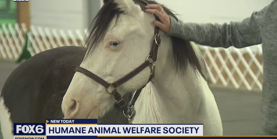 HAWS Schallock Center for Animals opened last year