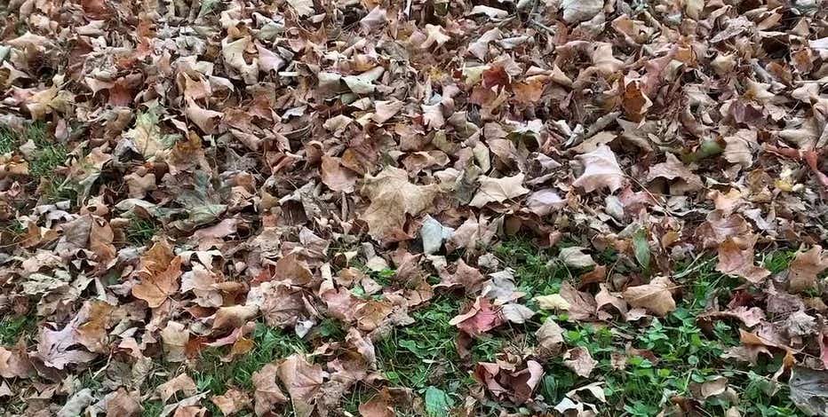 Time-saving leaf removal tips