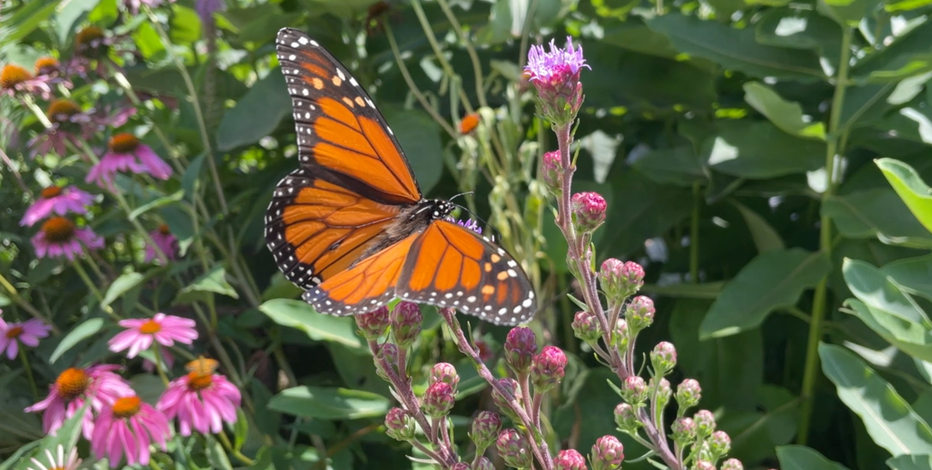 Preserving Wisconsin's prairies; what you can do