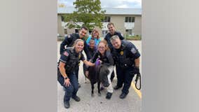 Miniature horse at UW-Whitewater, police capture safely