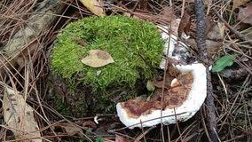 Conifer root disease kills trees; DNR finds cases in SE Wisconsin