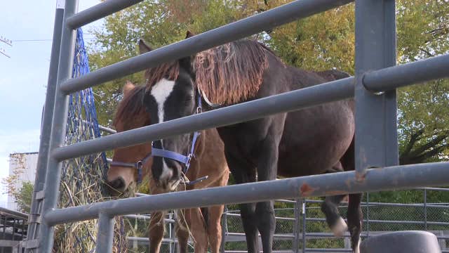 Wisconsin native horses; Ojibwe ponies return to Milwaukee