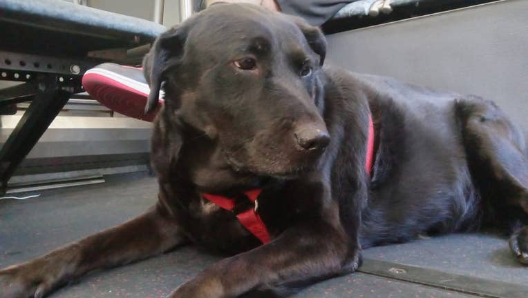 Eclipse the dog, famous for riding Seattle buses by herself ...